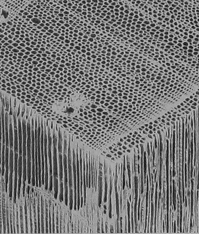 woodmicrograph.gif