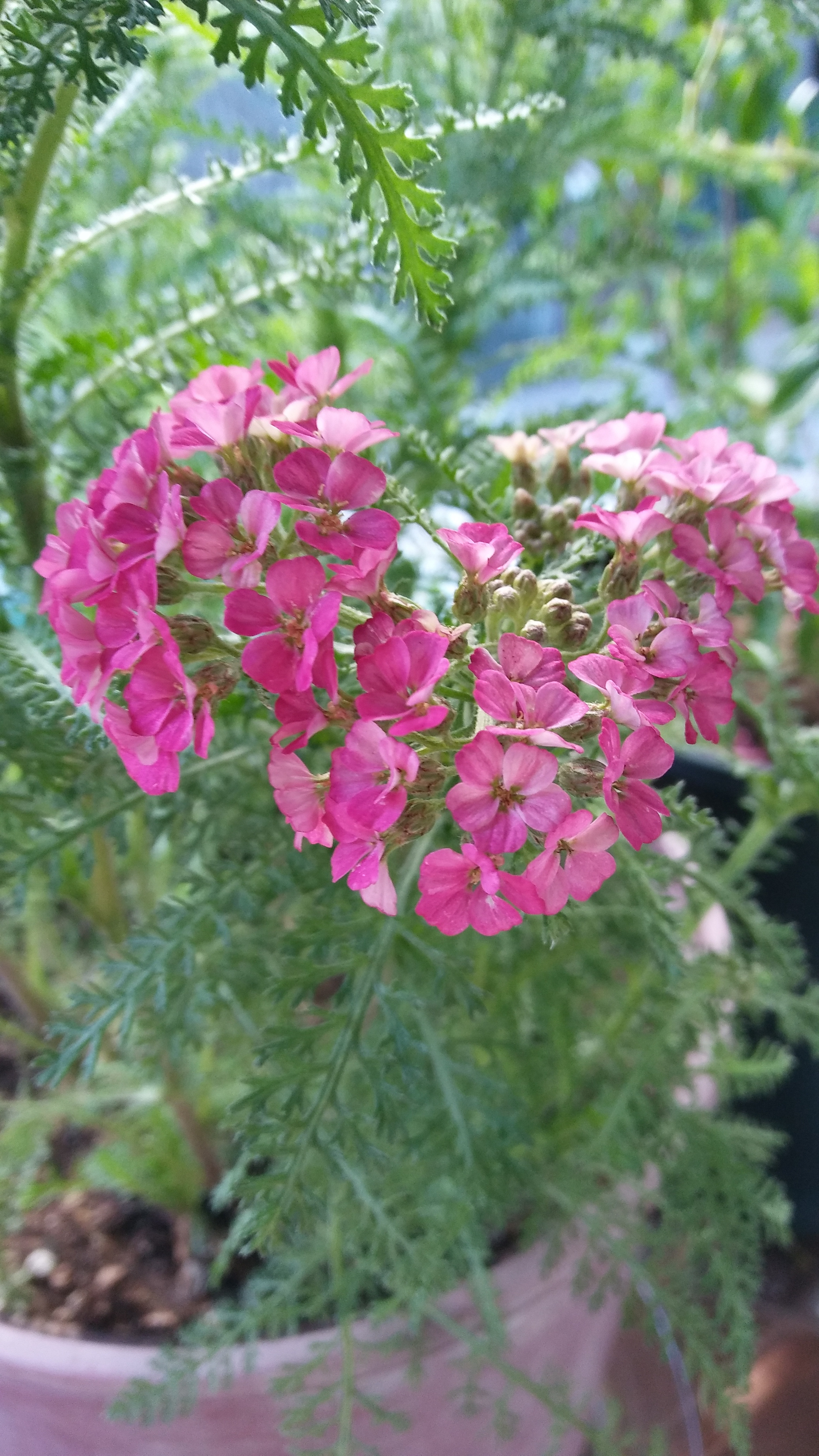 yarrow flowers.jpg