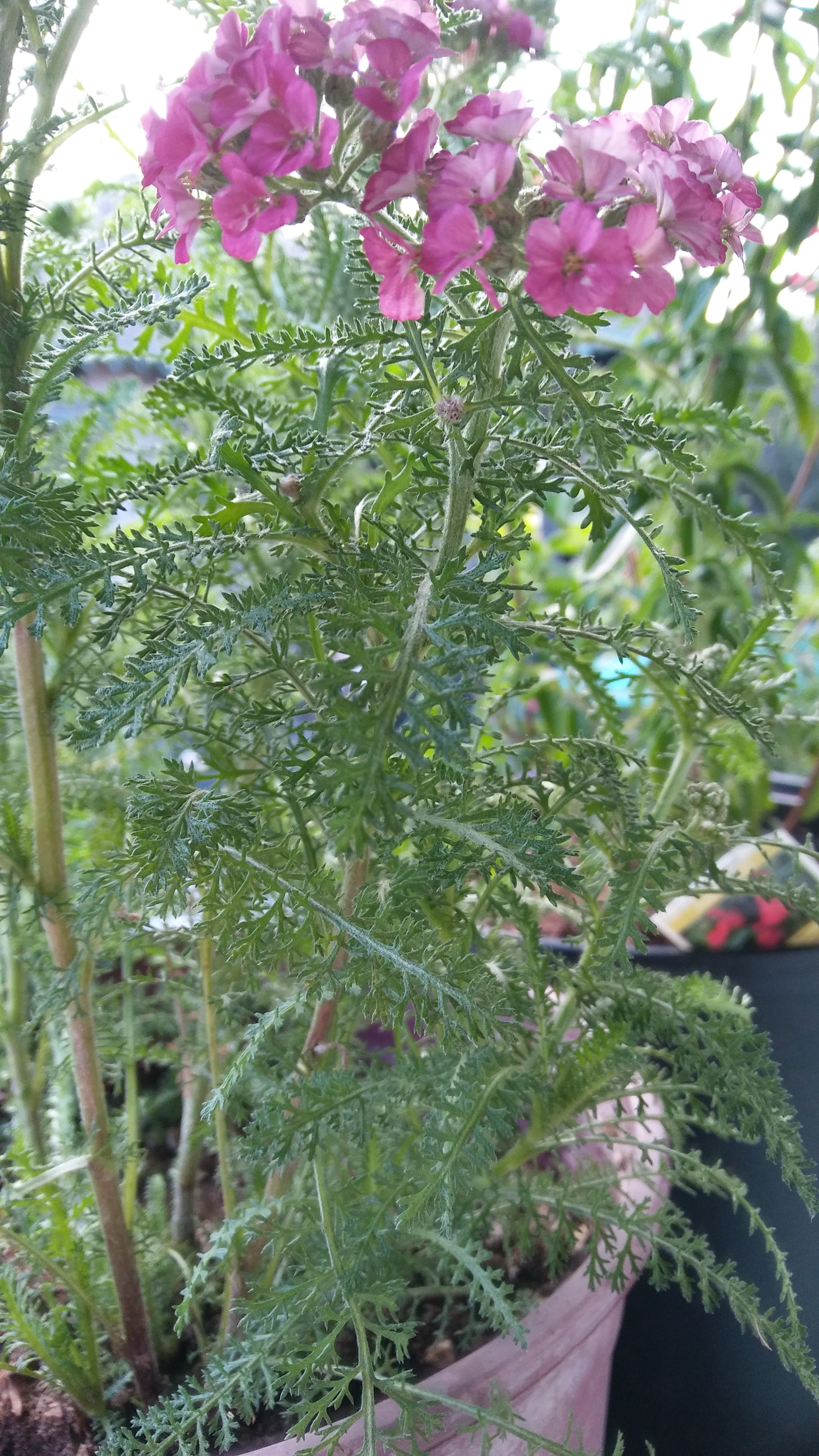 yarrow foliage.jpg