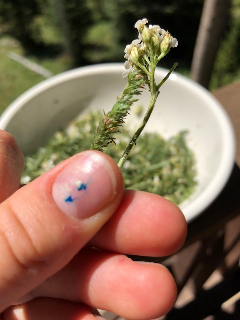 yarrow leaf and flower.JPG