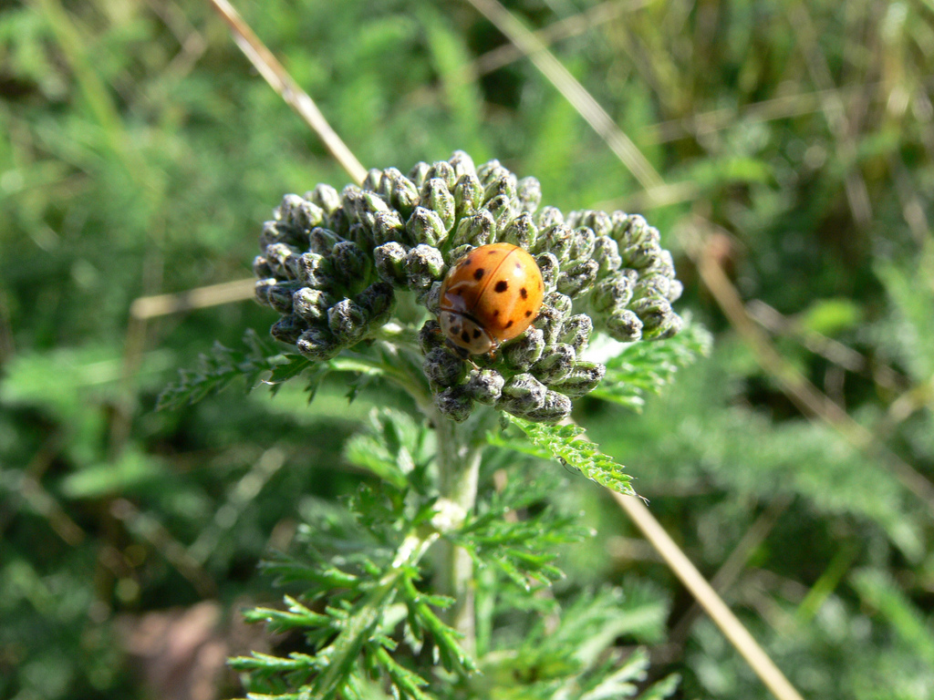 yarrow-ladybug.jpg