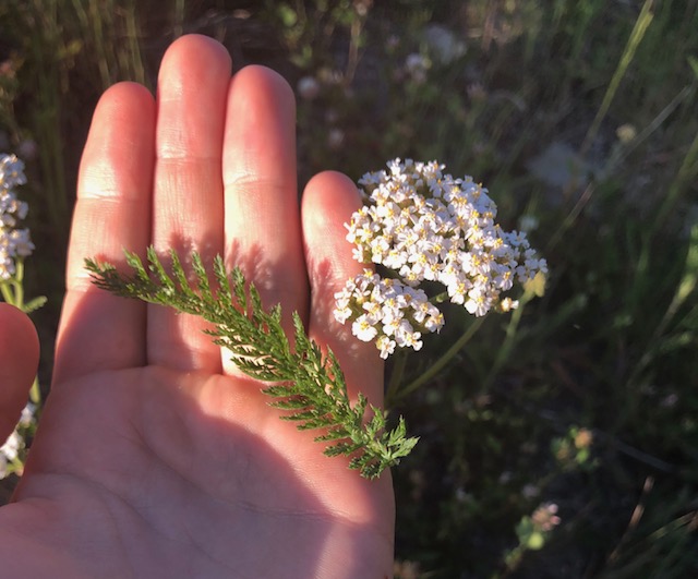 yarrow1.jpg