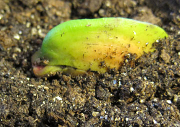 yellow mango sprout to be 5-24.jpg