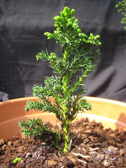 young-bonsai-015.JPG