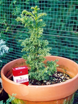 young-bonsai-020 - Copy.jpg