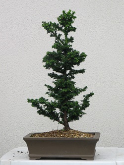 young-bonsai-030 - Copy.jpg