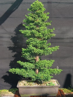 young-bonsai-040 - Copy.jpg