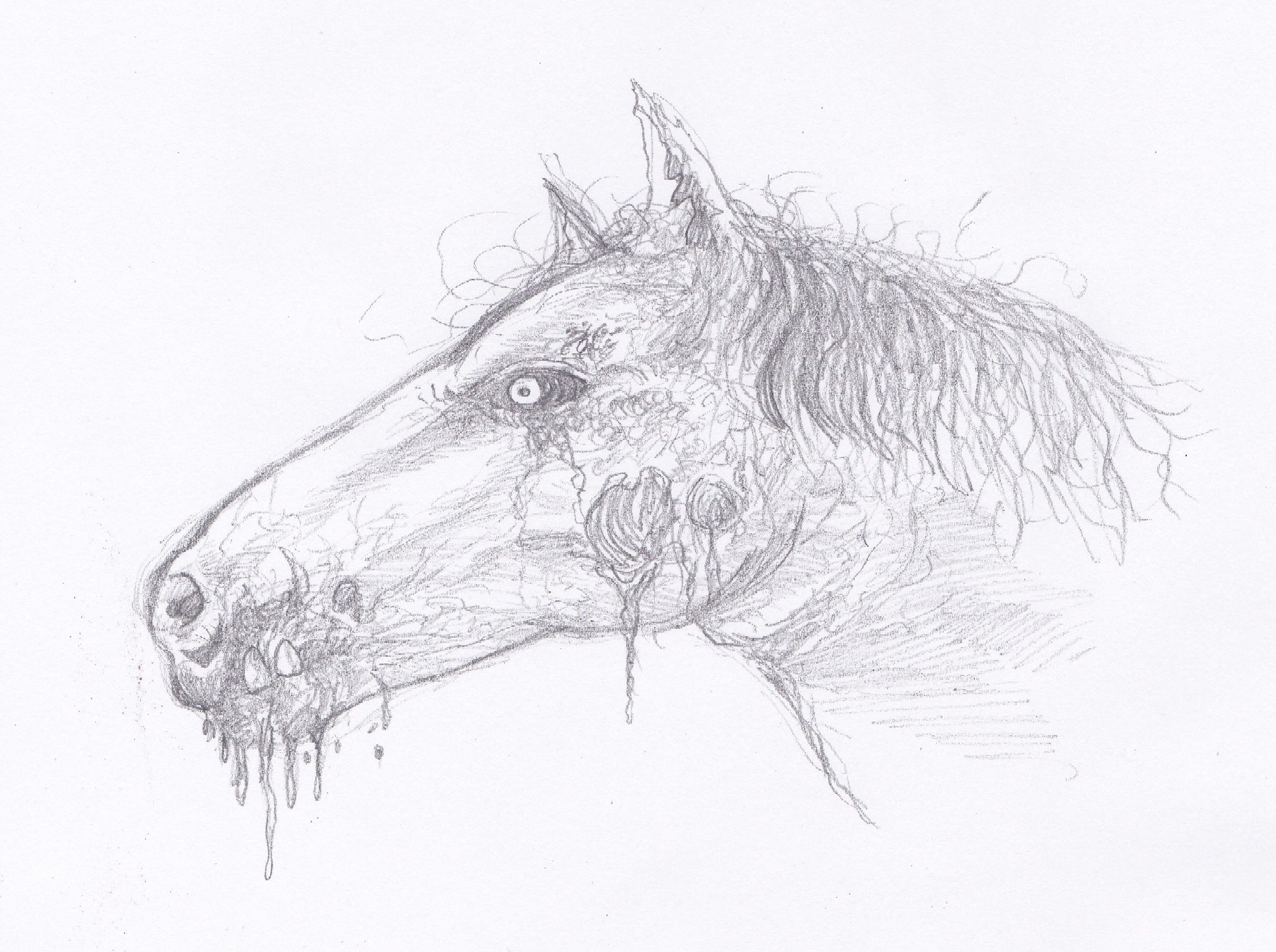 zombie horse head pencil drawing.jpg