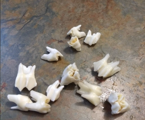 Bleaching/Whitening Deer Bones and Teeth