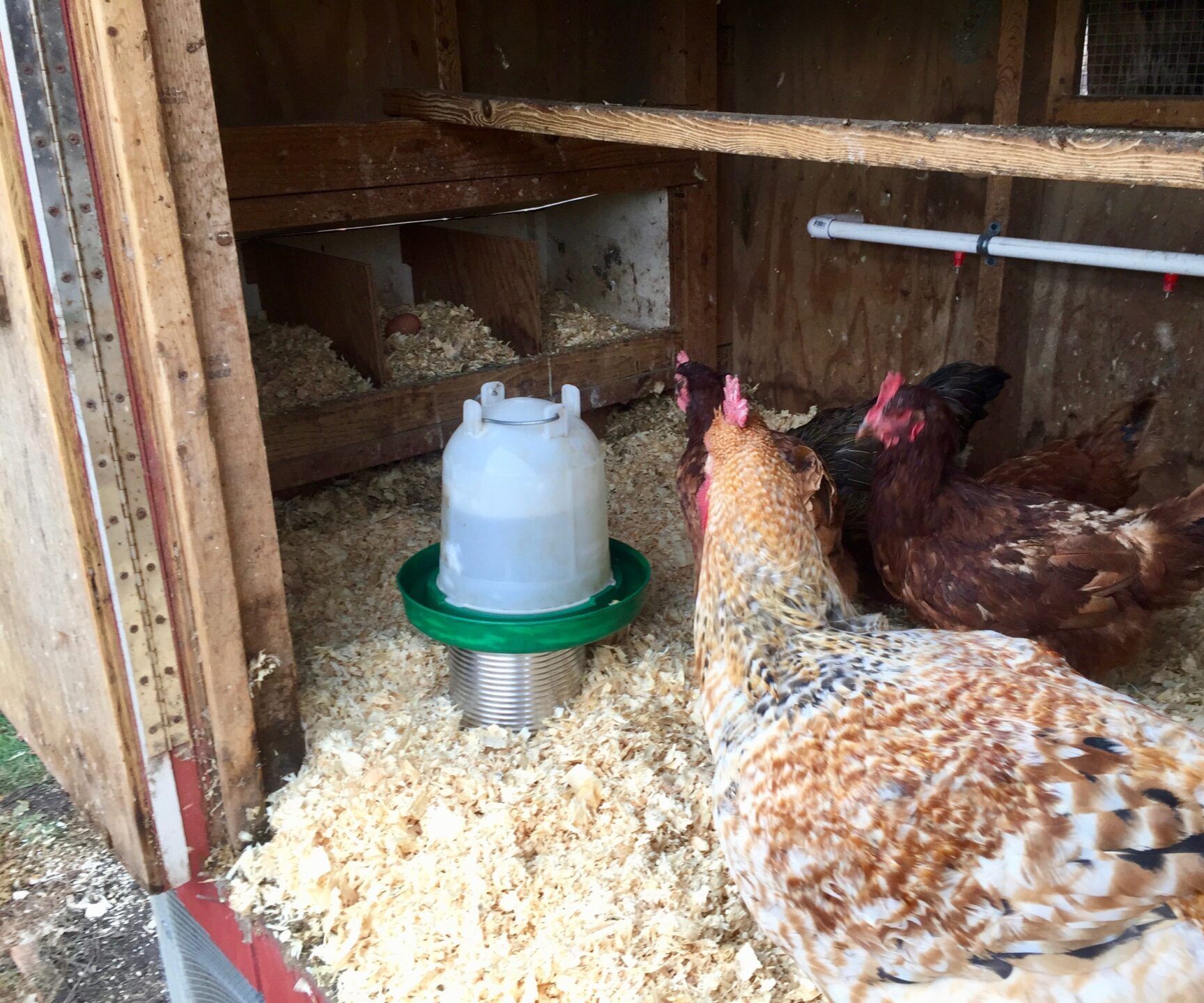 DIY $5 Heated Chicken Waterer