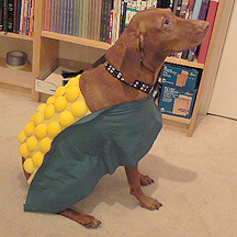 How to Turn Your Dog Into a "Corn Dog" for Halloween