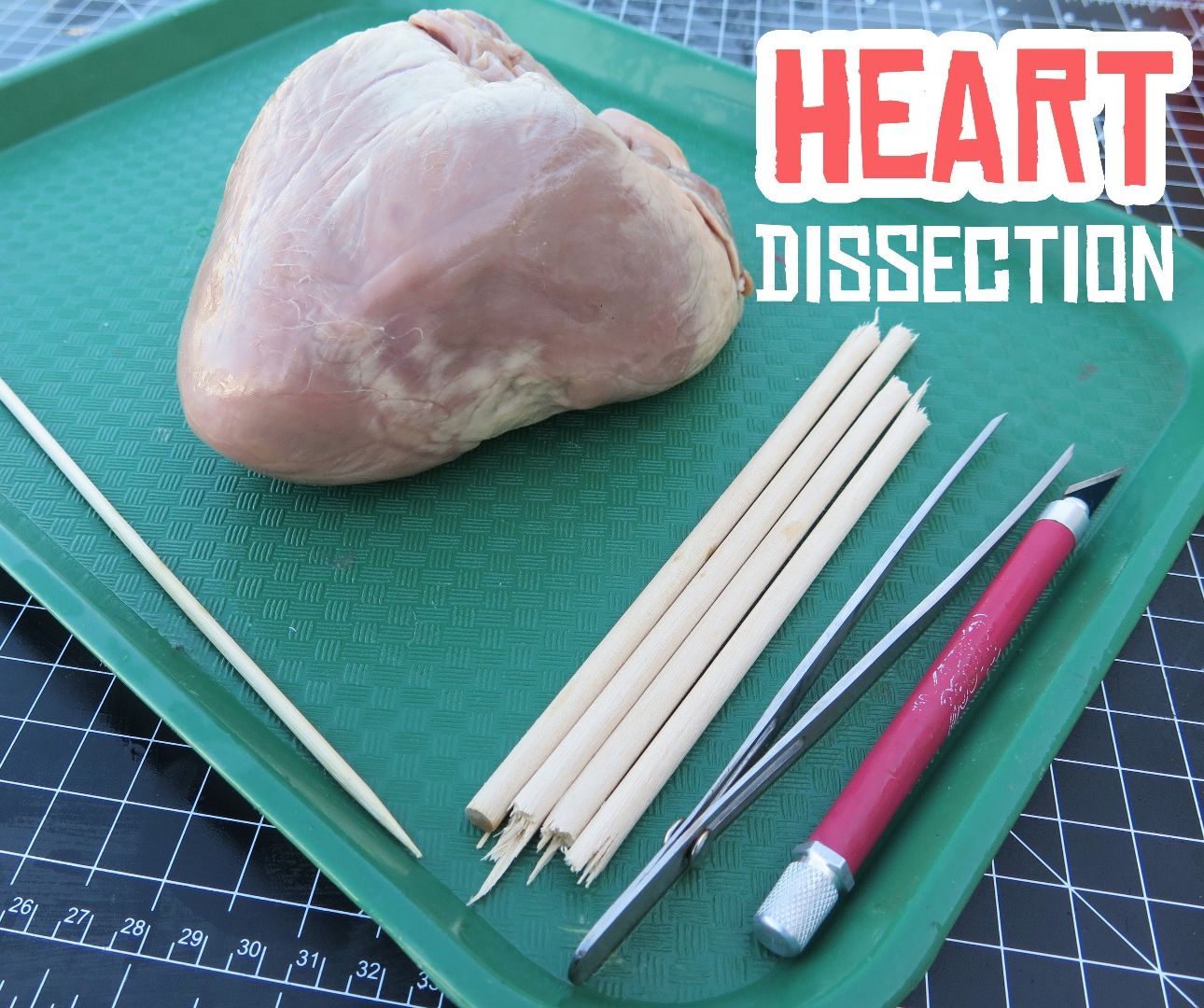 Heart Dissection