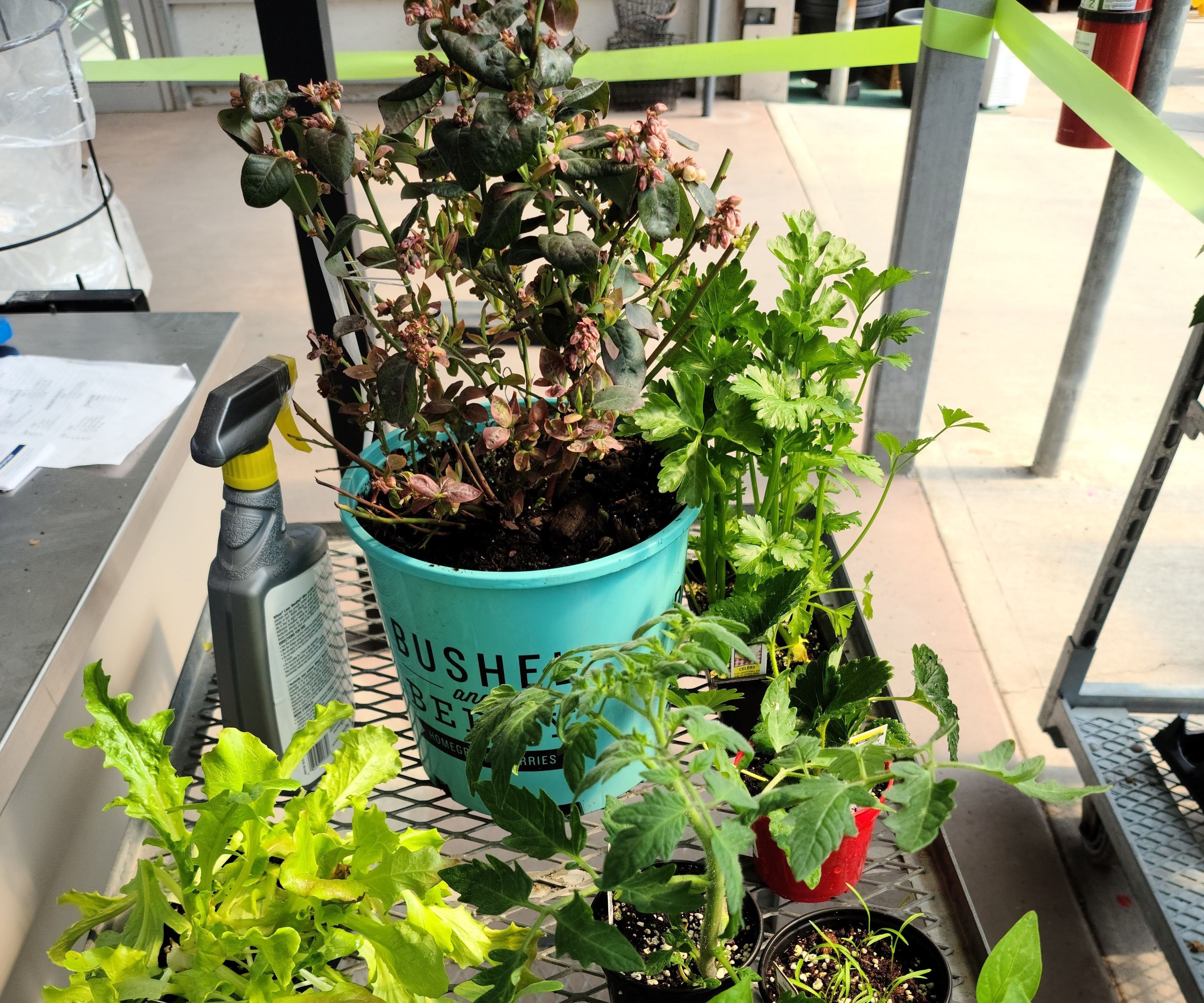 Vegetable Garden