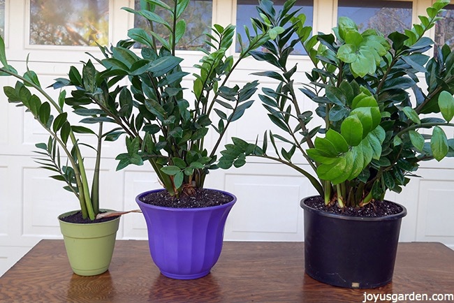 3-ZZ-Plants-have-been-divided-from-1-plant.-The-smallest-ZZ-Plant-is-in-a-light-green-pot-the-medium-sized-ZZ-Plant-is-in-a-purple-pot-the-largest-ZZ-Plant-is-in-a-black-pot_new.jpg