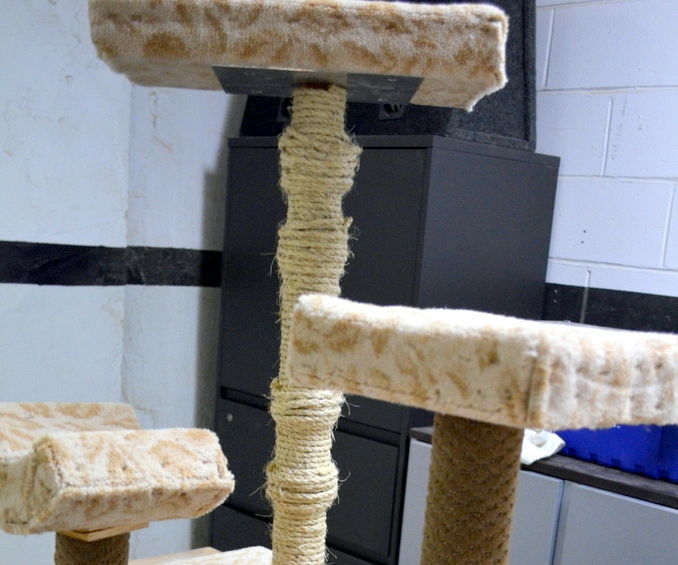 PLAY STATION FOR MY CAT: THOR