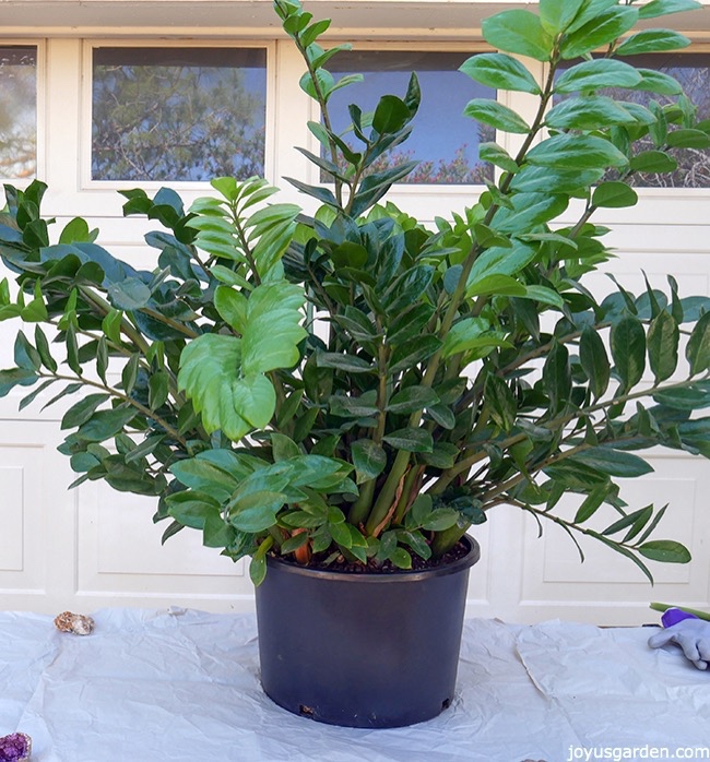 A-ZZ-Plant-sits-on-a-work-table-outdoors.-This-is-a-large-ZZ-Plant-which-is-very-full-which-beautifl-glossy-green-foliage_new.jpg