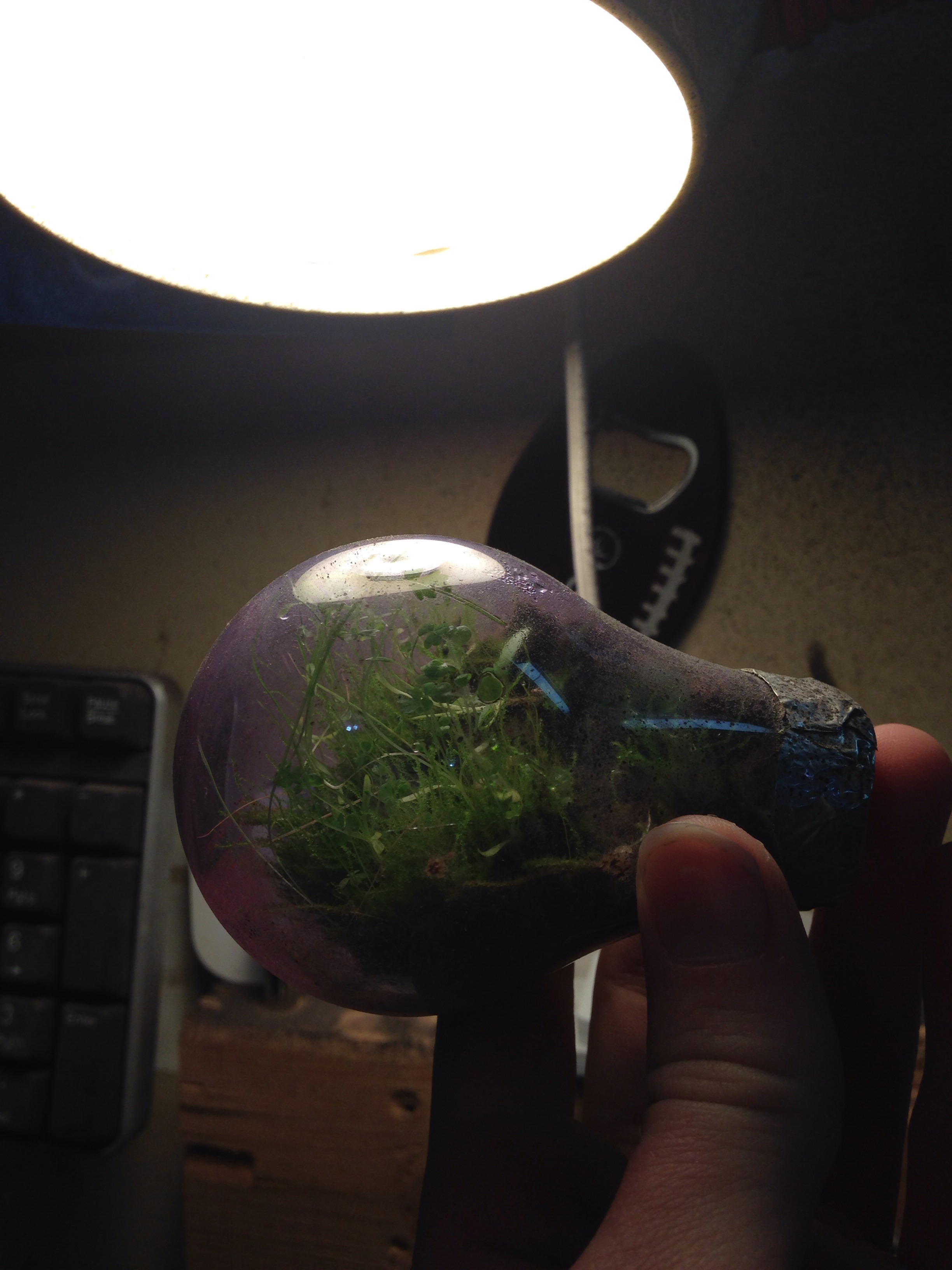 Lightbulb Terrarium