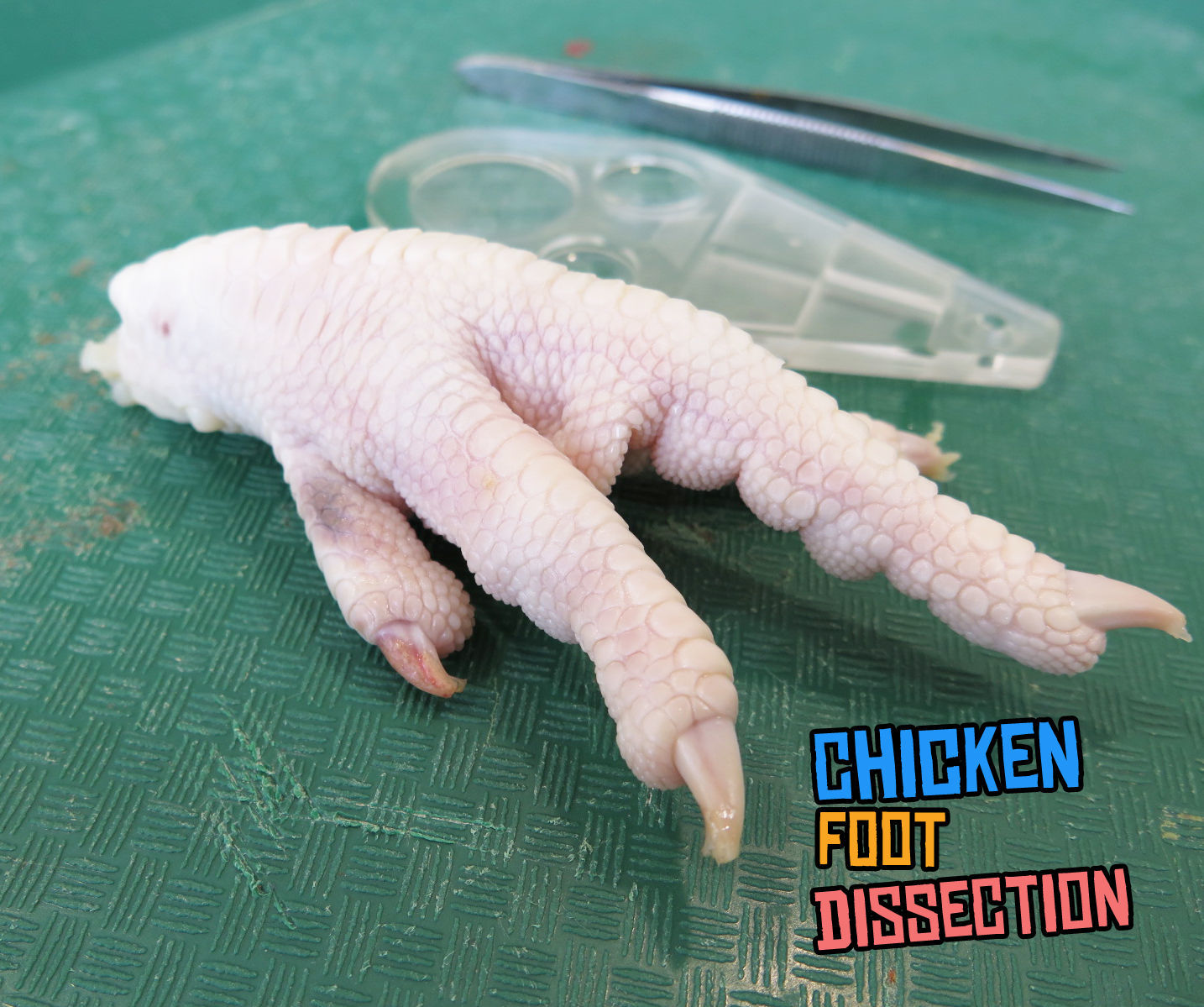 Chicken Foot Dissection