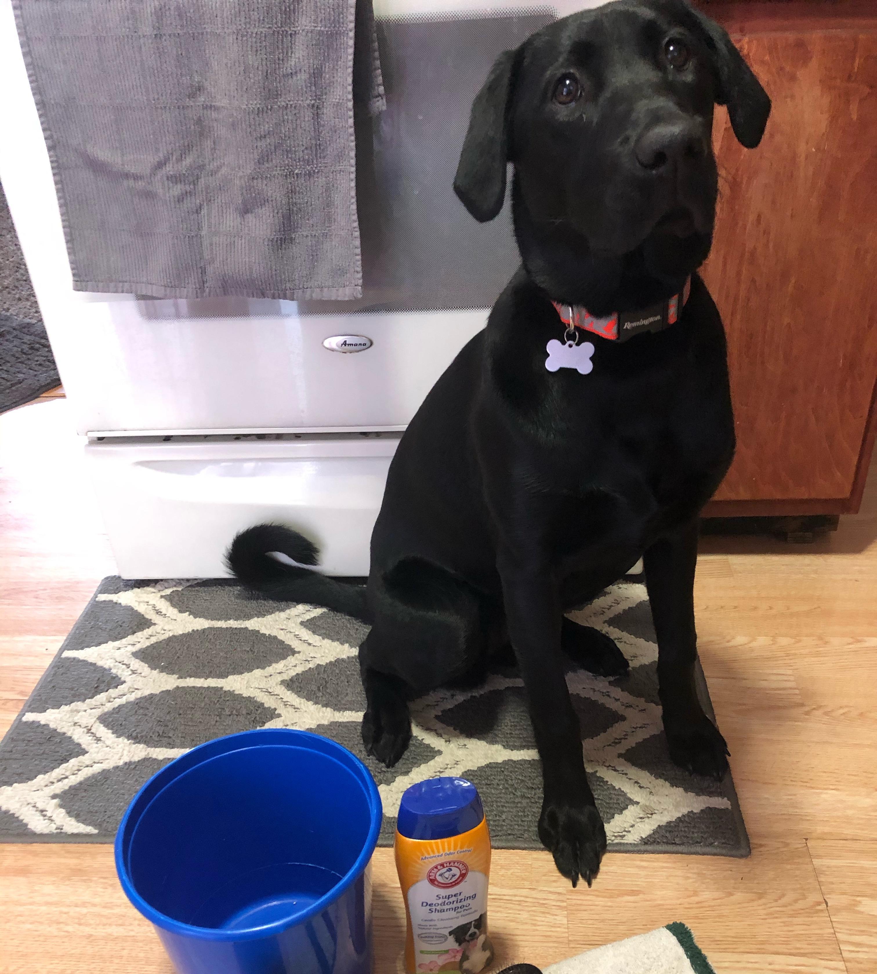 Dog Bath