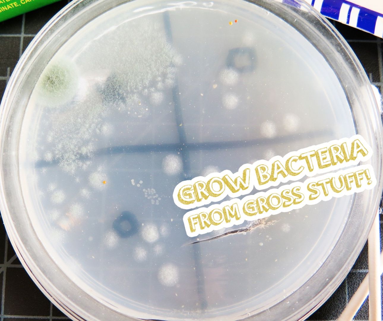 Grow Bacteria From Gross Stuff!