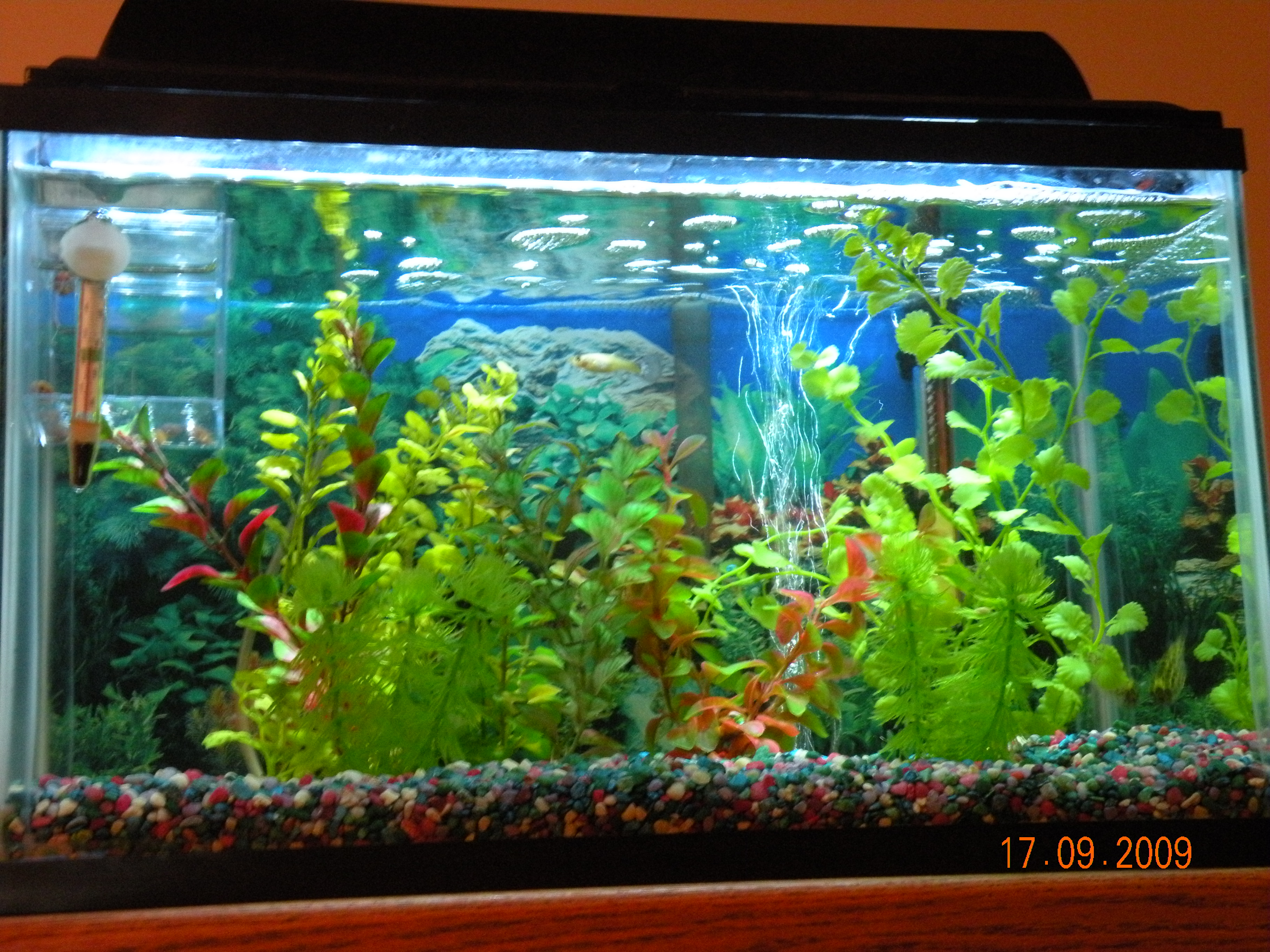 LED Aquarium Lighting