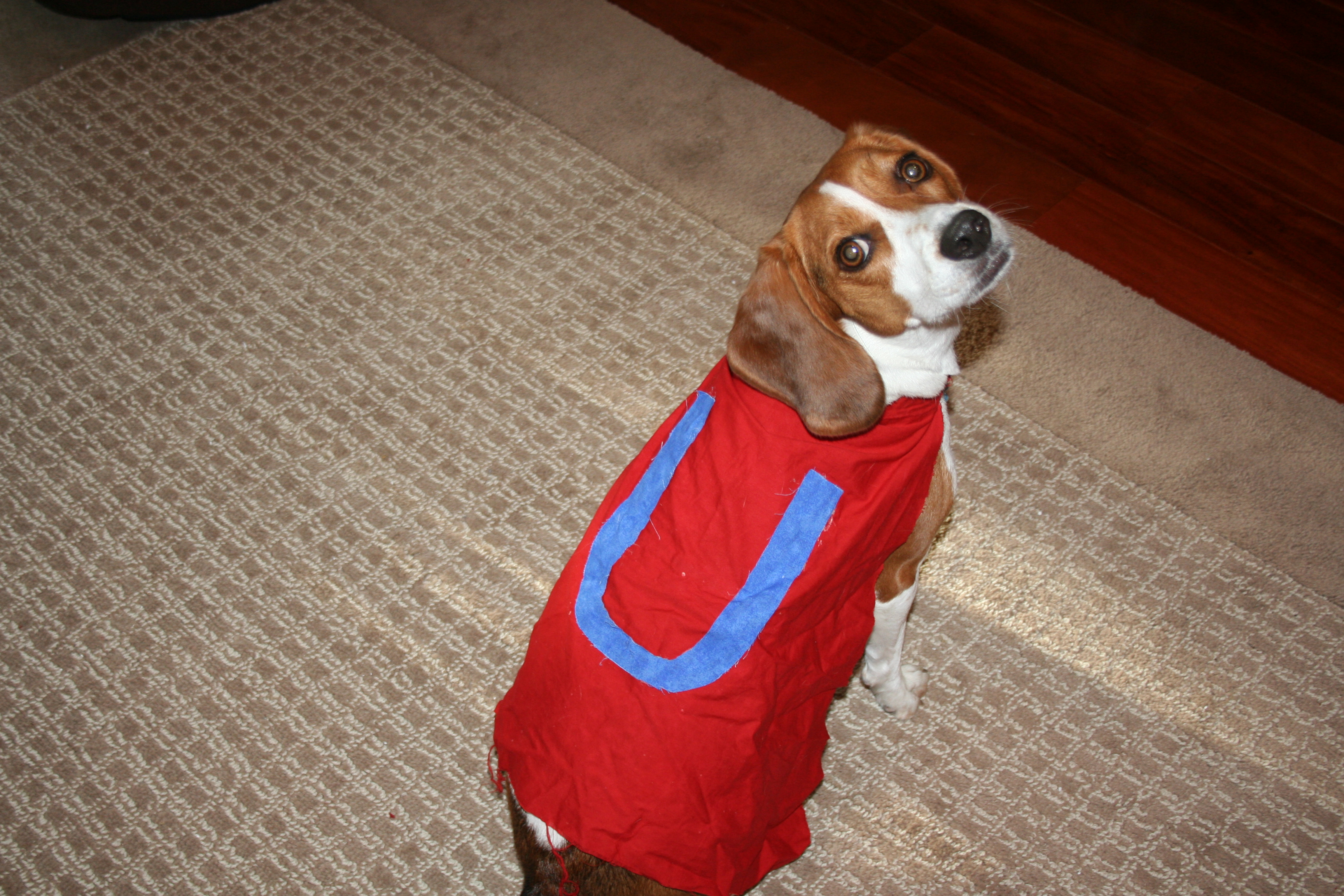 Underdog Cape for Your Dog!!