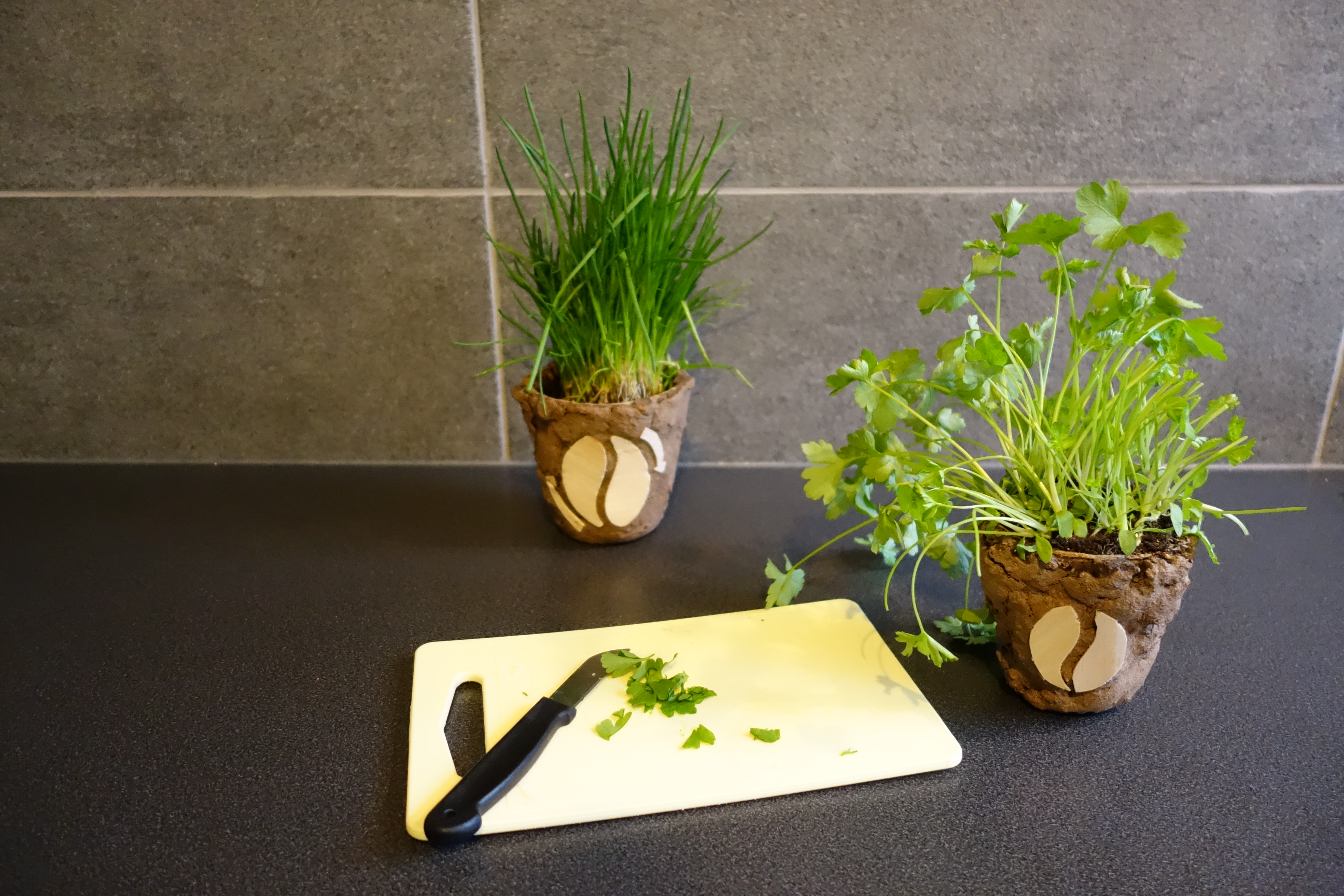 Biodegradable Flower Pots Out of Coffee Grounds!