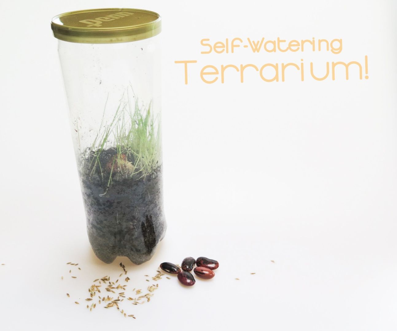 Self-Watering Terrarium!