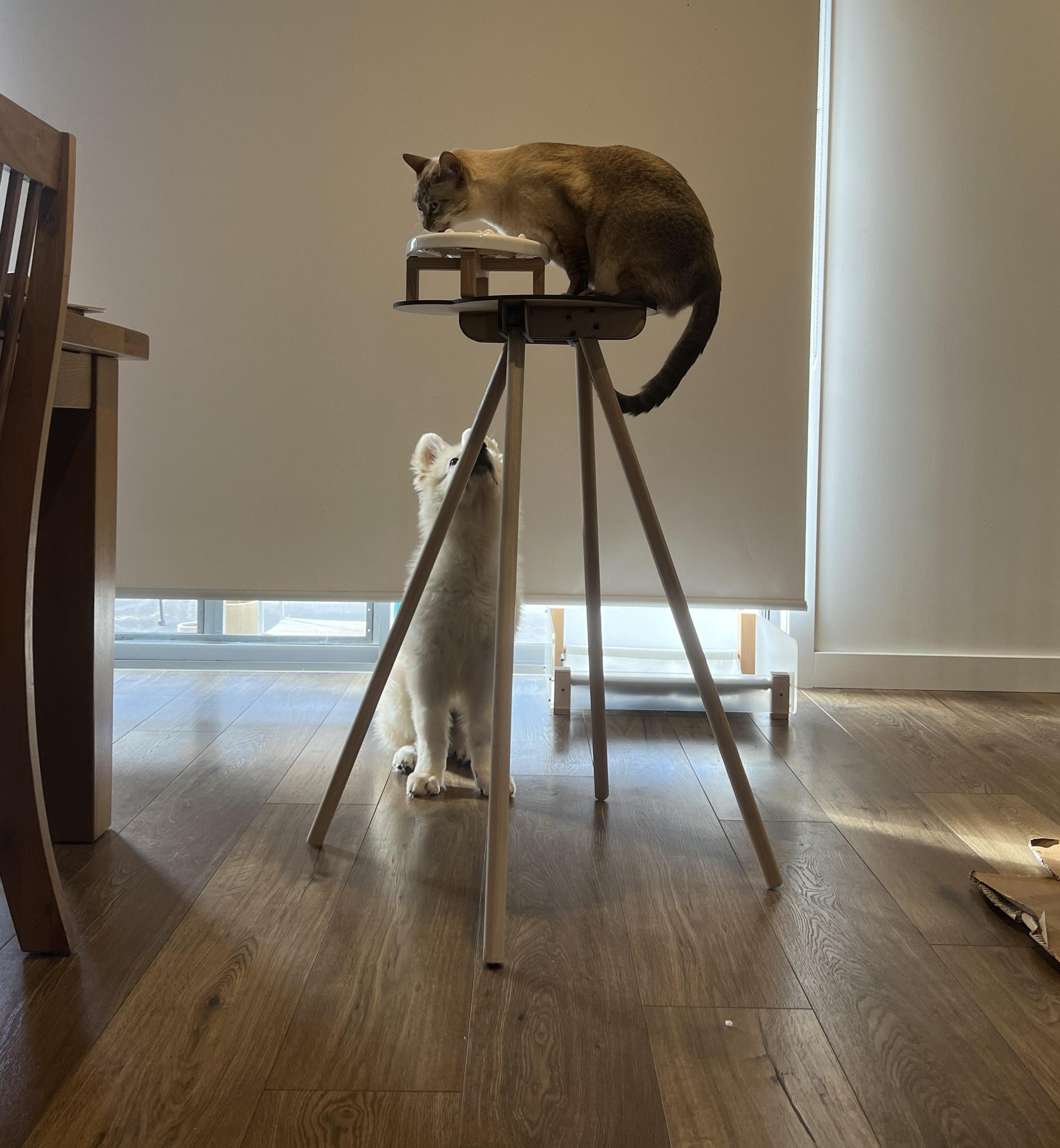The New Cat Stool