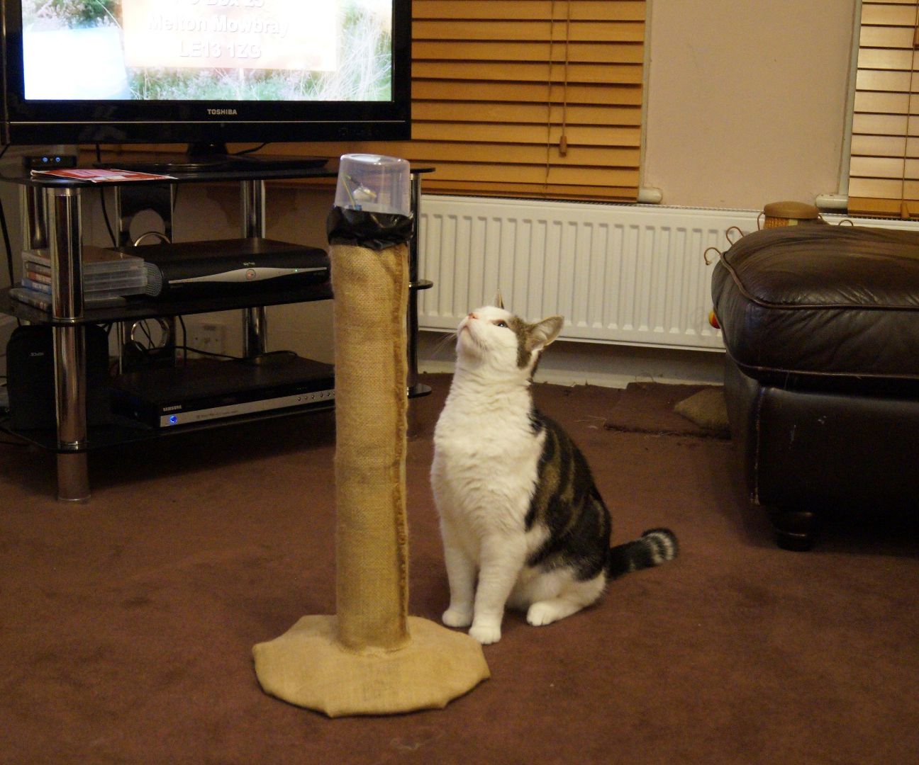 Cat Laser Tower