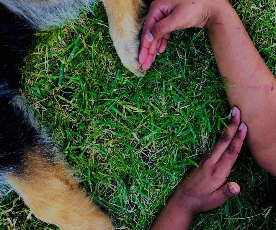 Love for Dogs