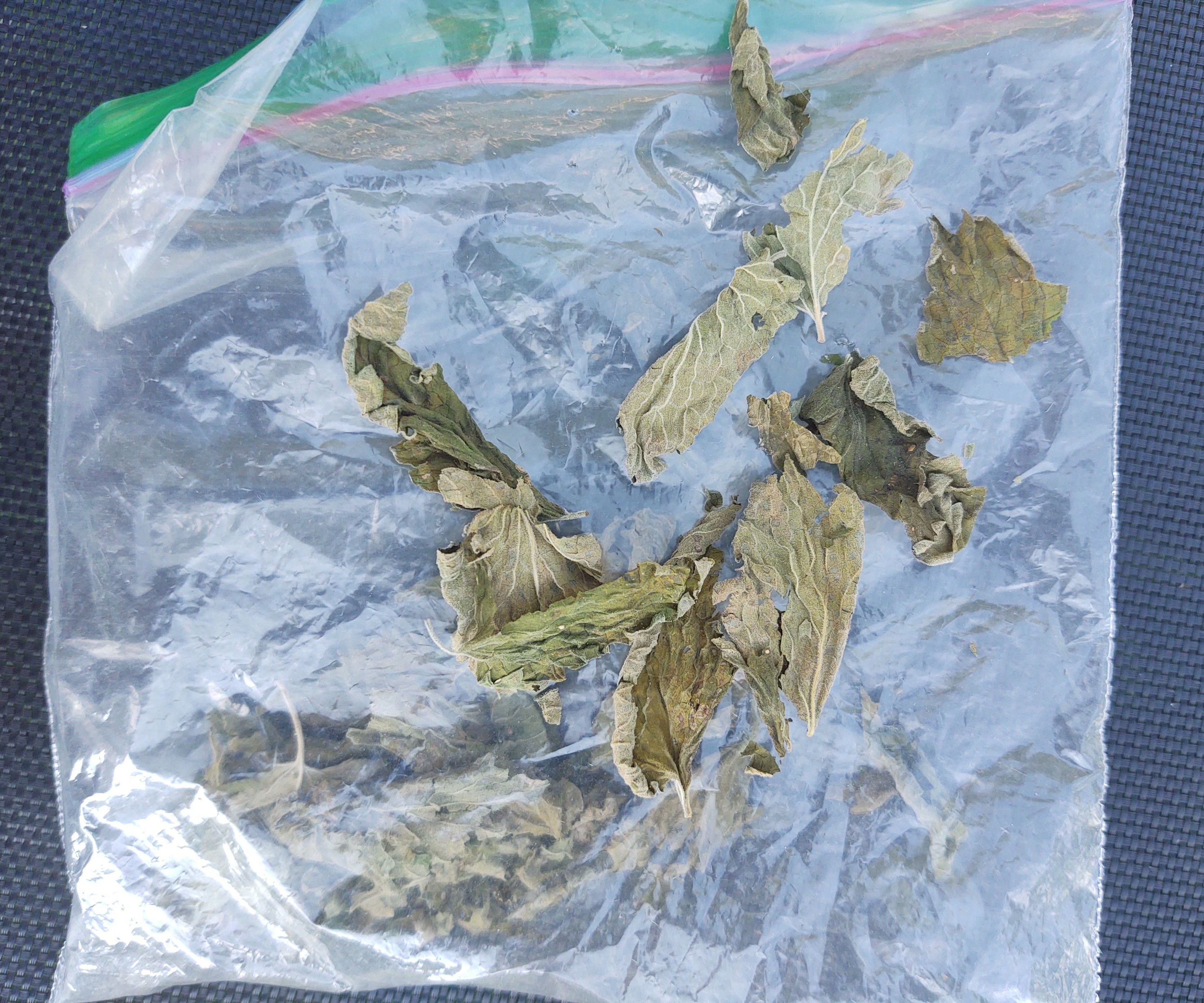 How to Dry Catnip
