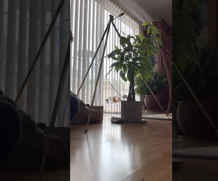 Plant Watering Device