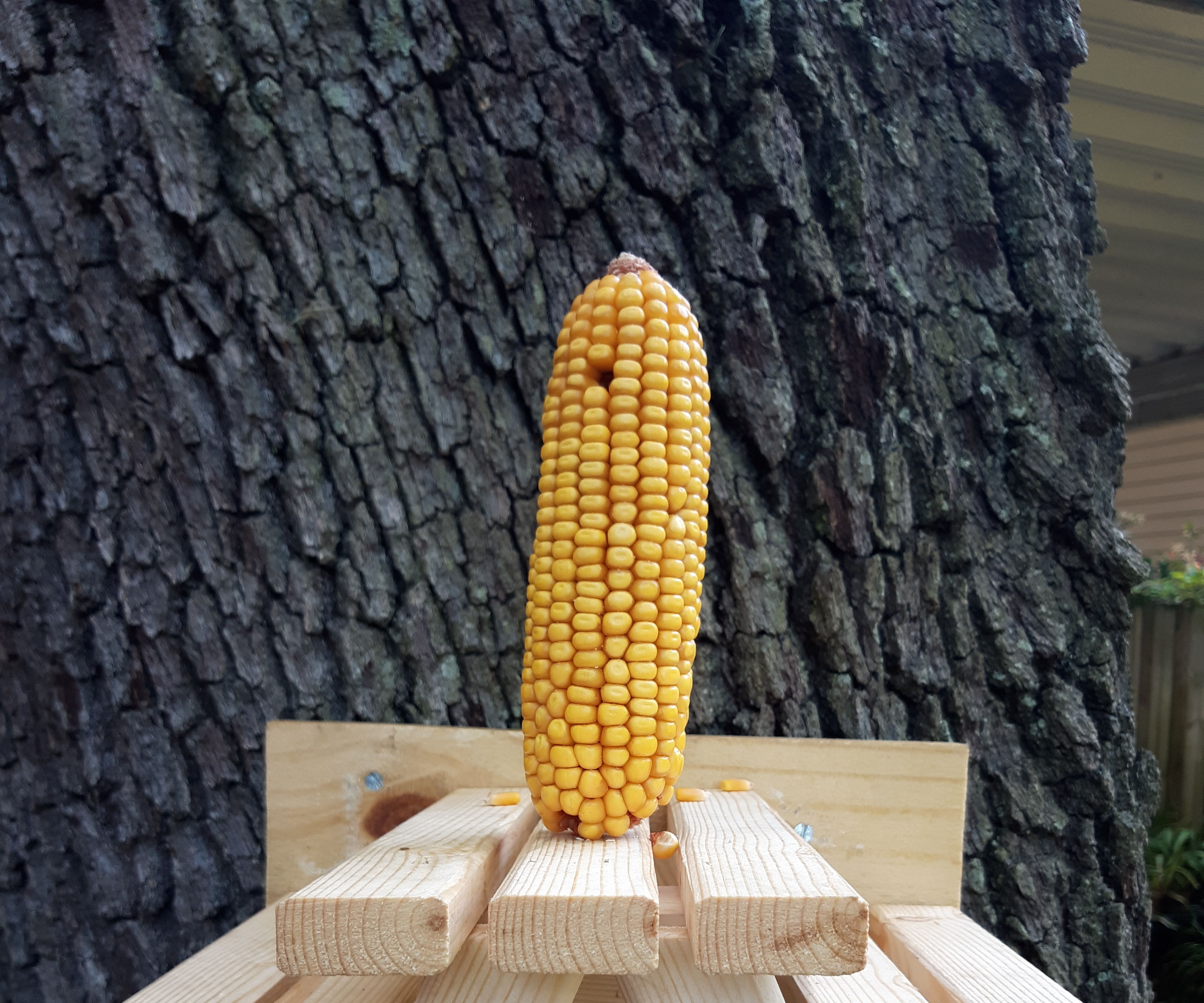 Squirrel (or Bird) Picnic Table Feeder (under $5.00)  SUPPLIES