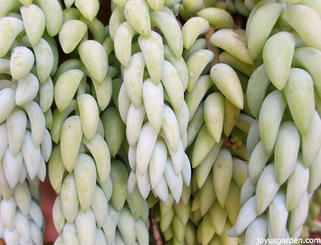 Burros-tail-closeup-of-the-leaves-for-How-To-Work-With-Hanging-Succulents-Without-All-The-Leaves-Falling-Off_new.jpg