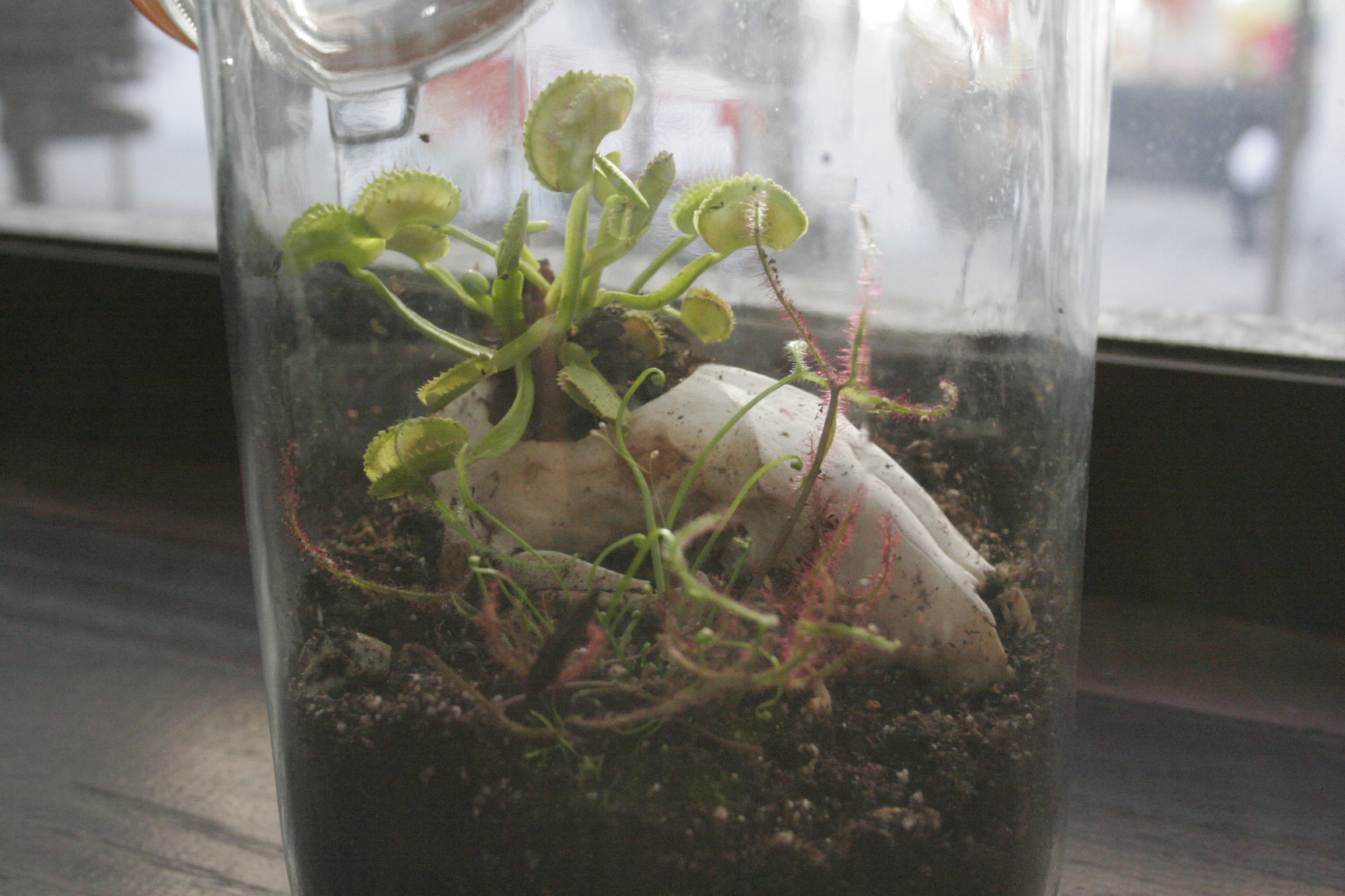 Potting Soil for Carnivorous Plants