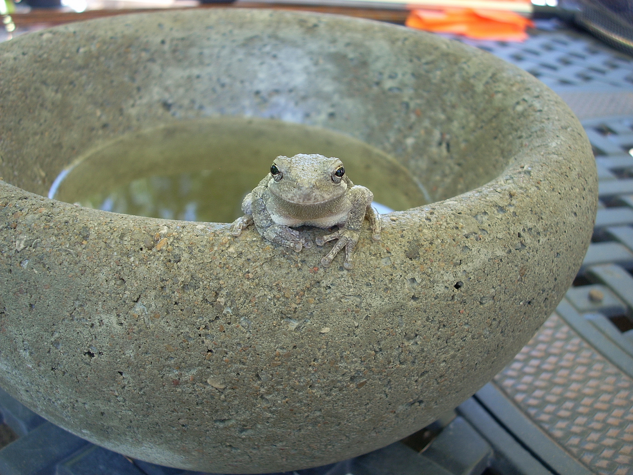 Easy to Make Concrete Bowls and Planters...