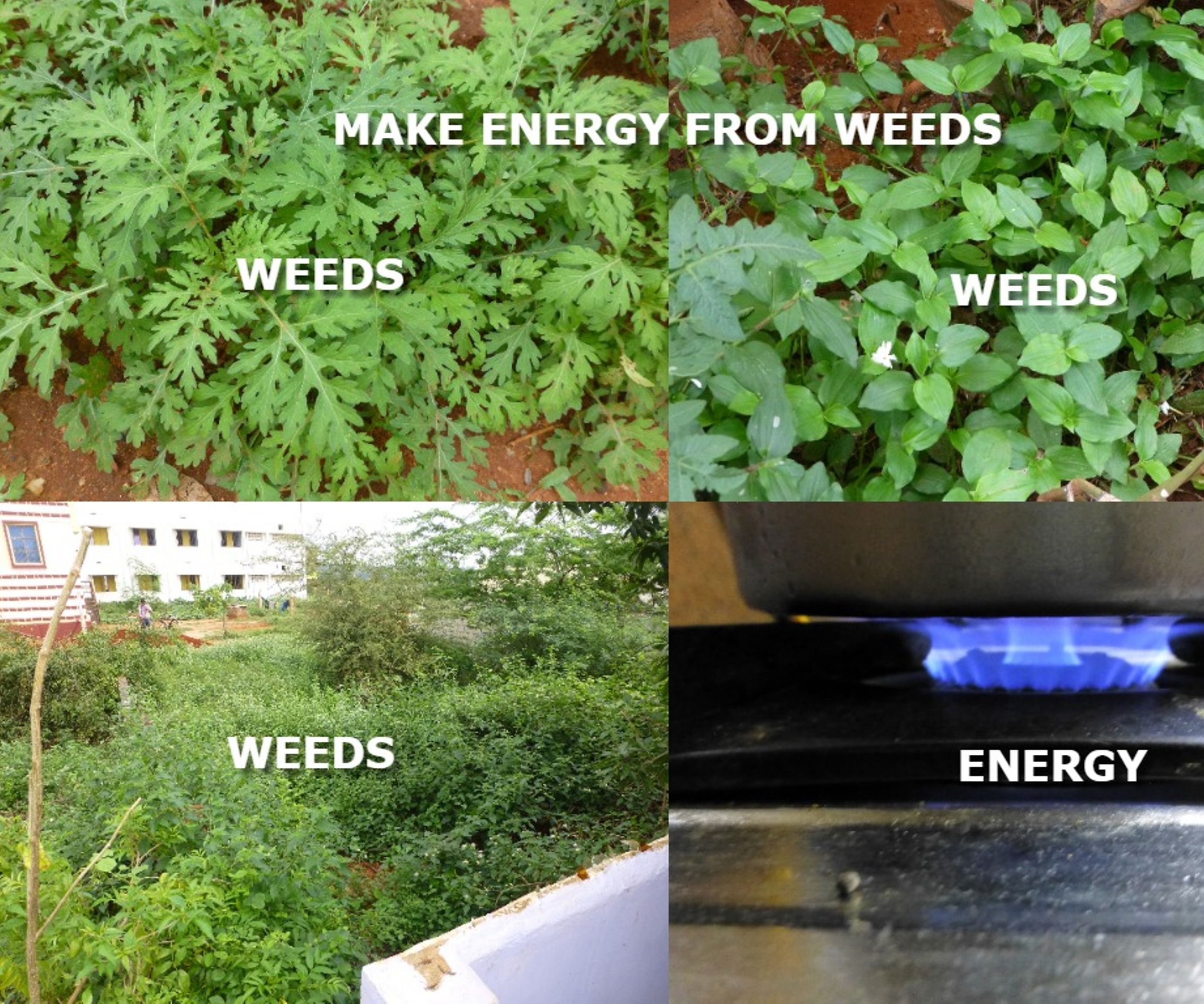 Make Energy From Weeds