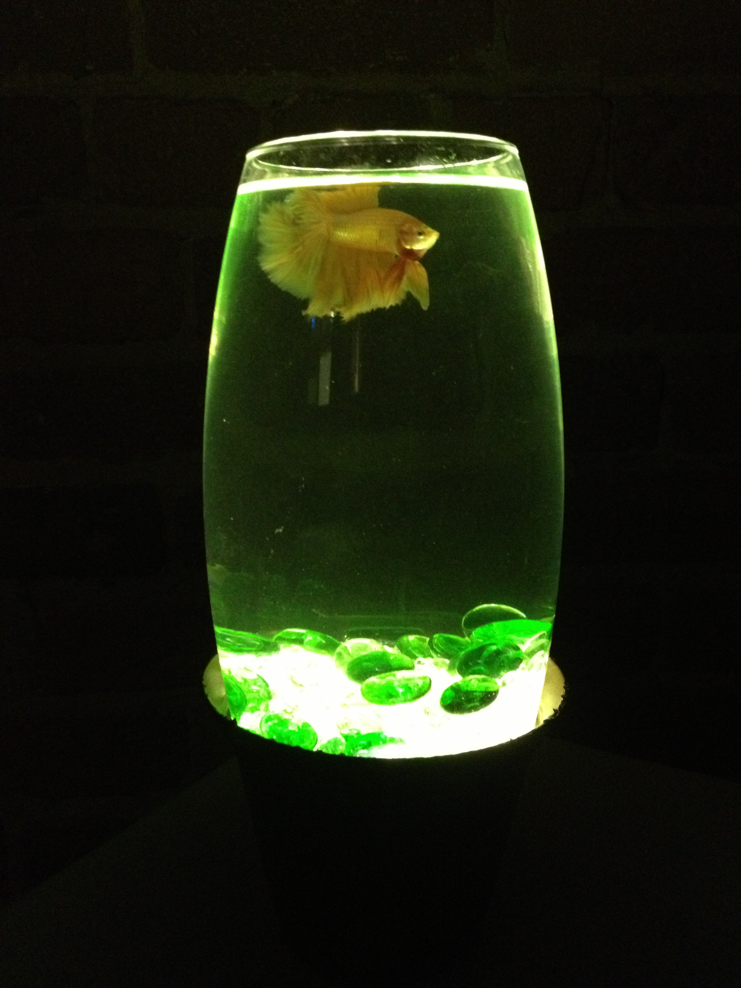 Simple LED Lit Fish Bowl