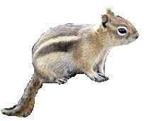 Chipmunk Trap - for Live Catch-and-release