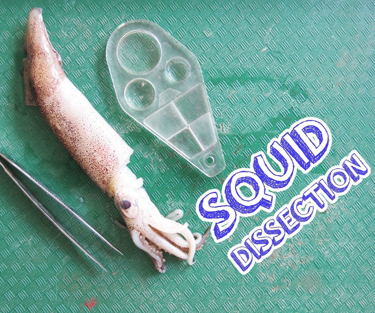 Squid Dissection