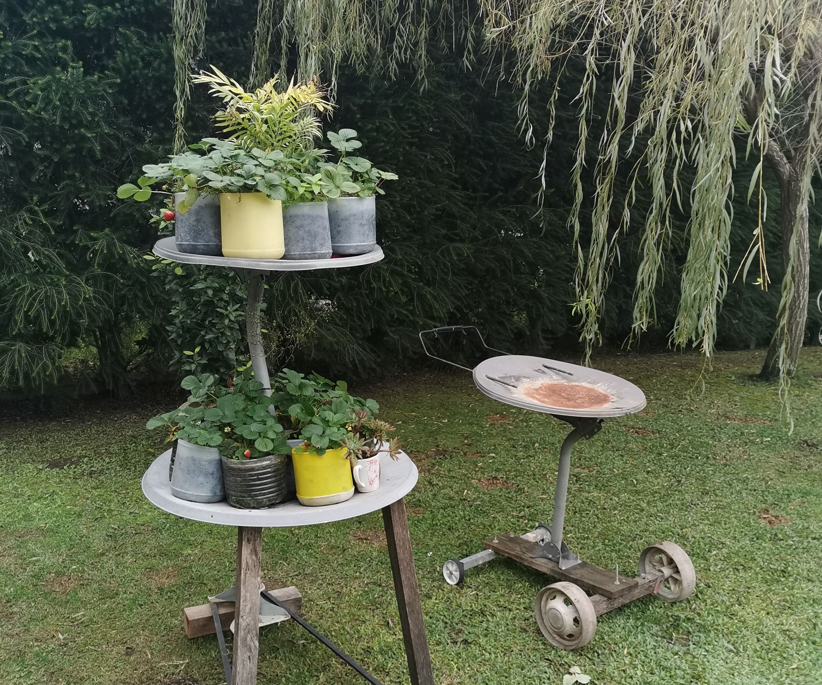 satellite dish antenna plant and more.