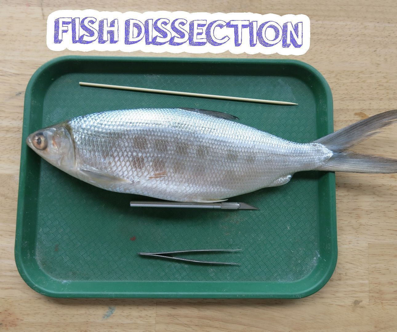 Fish Dissection! 