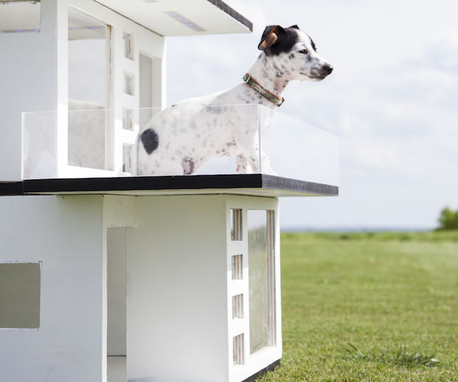 WiFi Enabled Puppy Condo