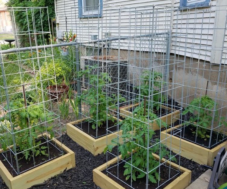 Build the Best Tomato Cages Ever!