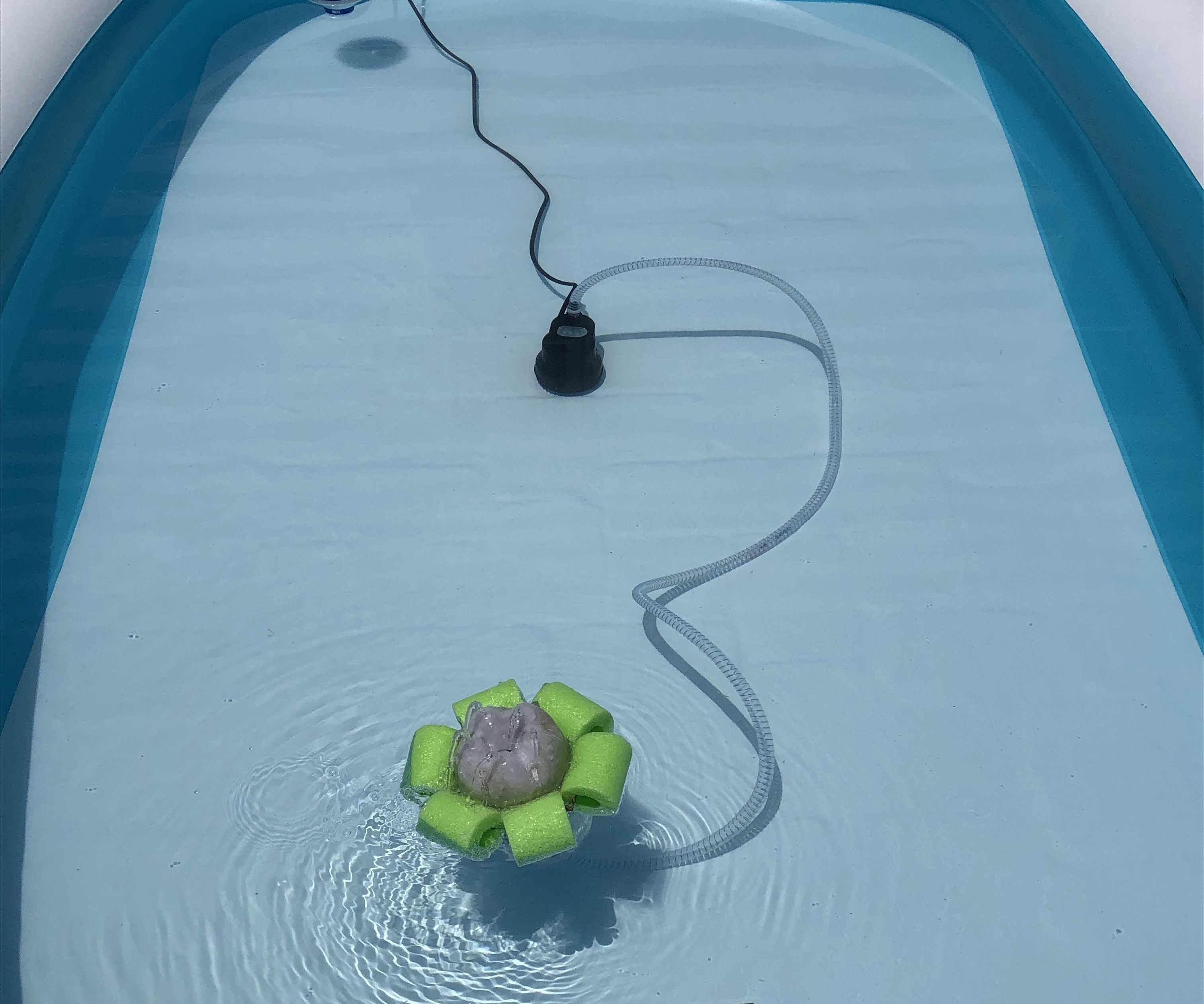 Cheap Pool Pump and Filter (10ft X 6ft Pools)