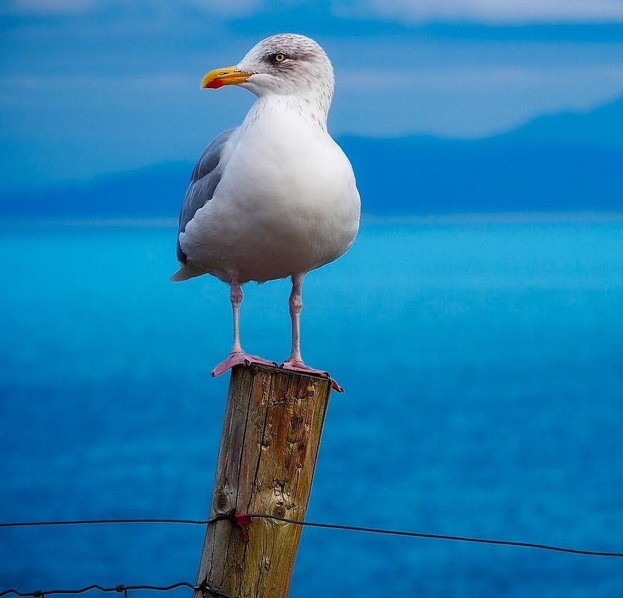 Bird Song