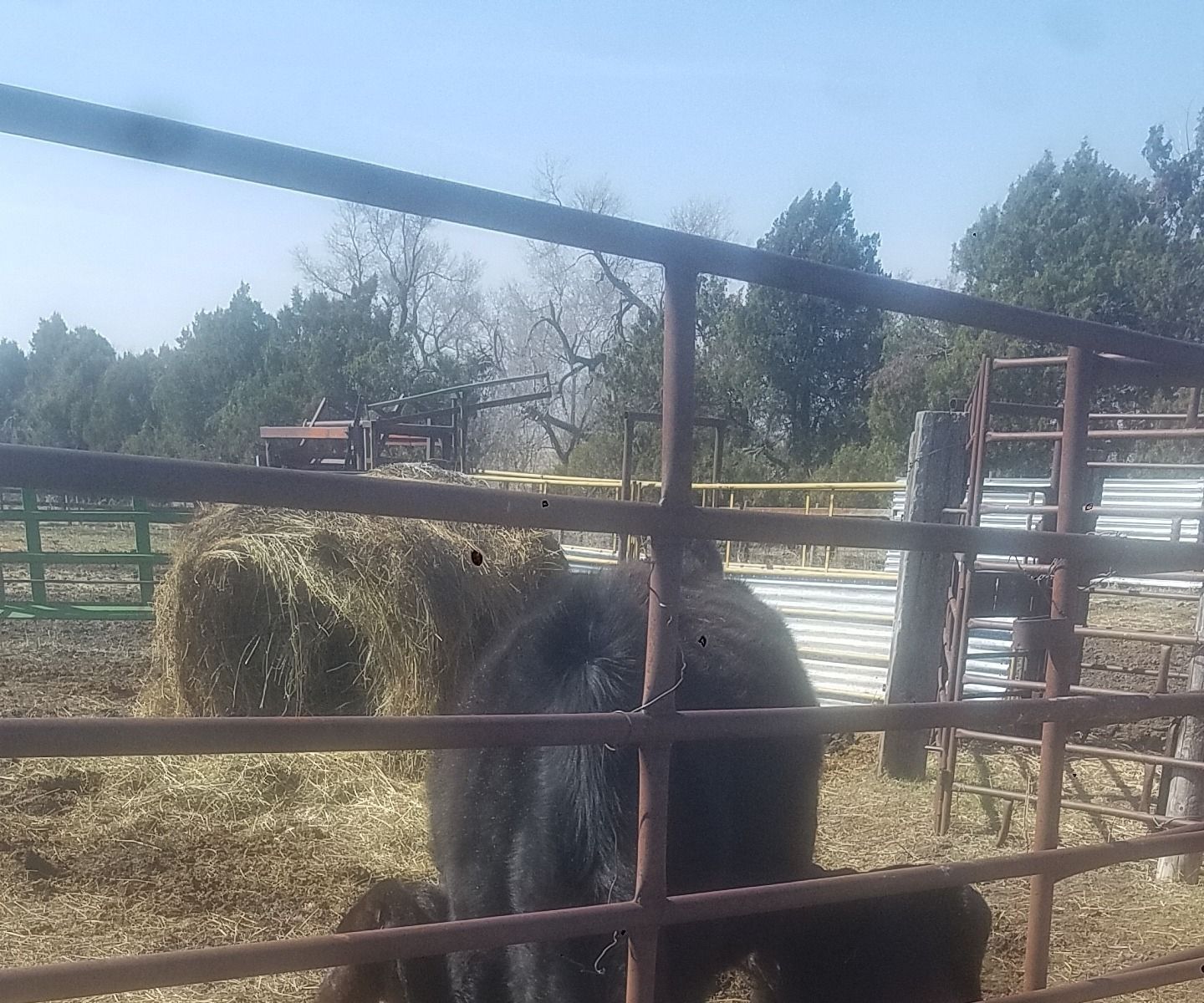 Pulling a Calf 