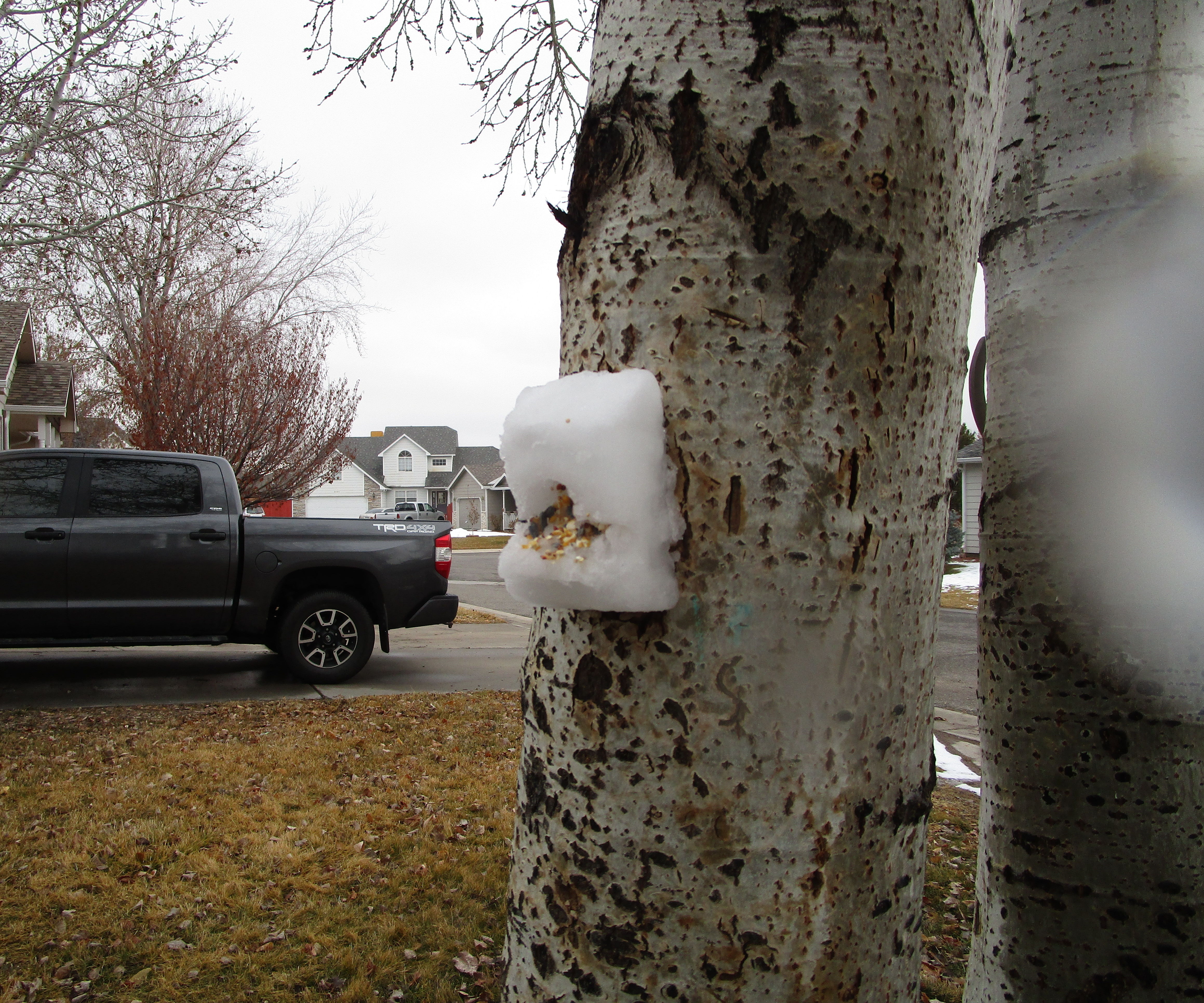 Snow Bird Feeder