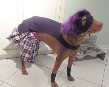 How to Make a Hit Girl Halloween Costume for Your Dog